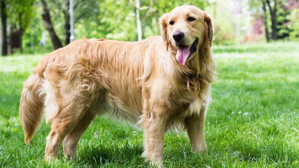 Golden Retriever