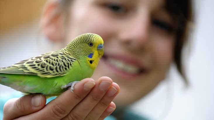 Las mejores aves como mascota