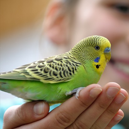 Las mejores aves como mascota